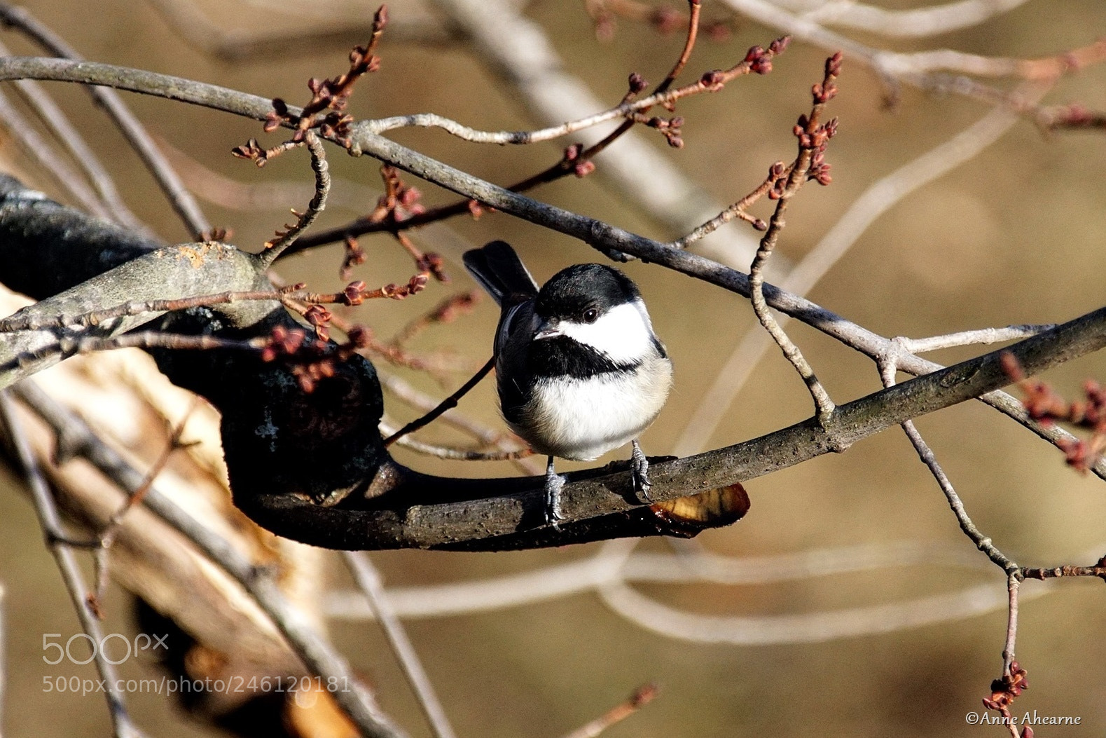 Sony ILCA-77M2 sample photo. Black-capped chickadee photography