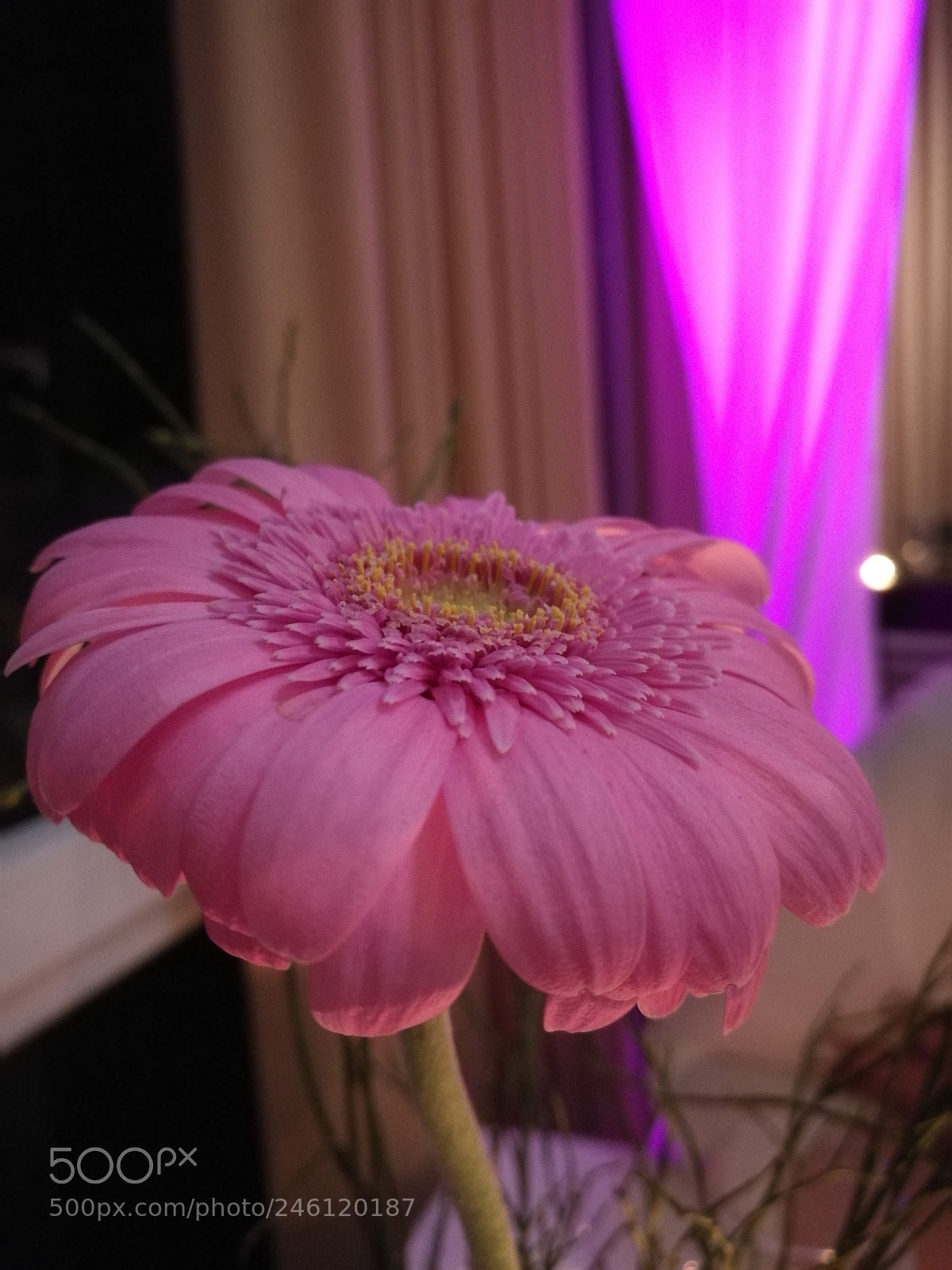 HUAWEI P9 Plus sample photo. Untitled photography