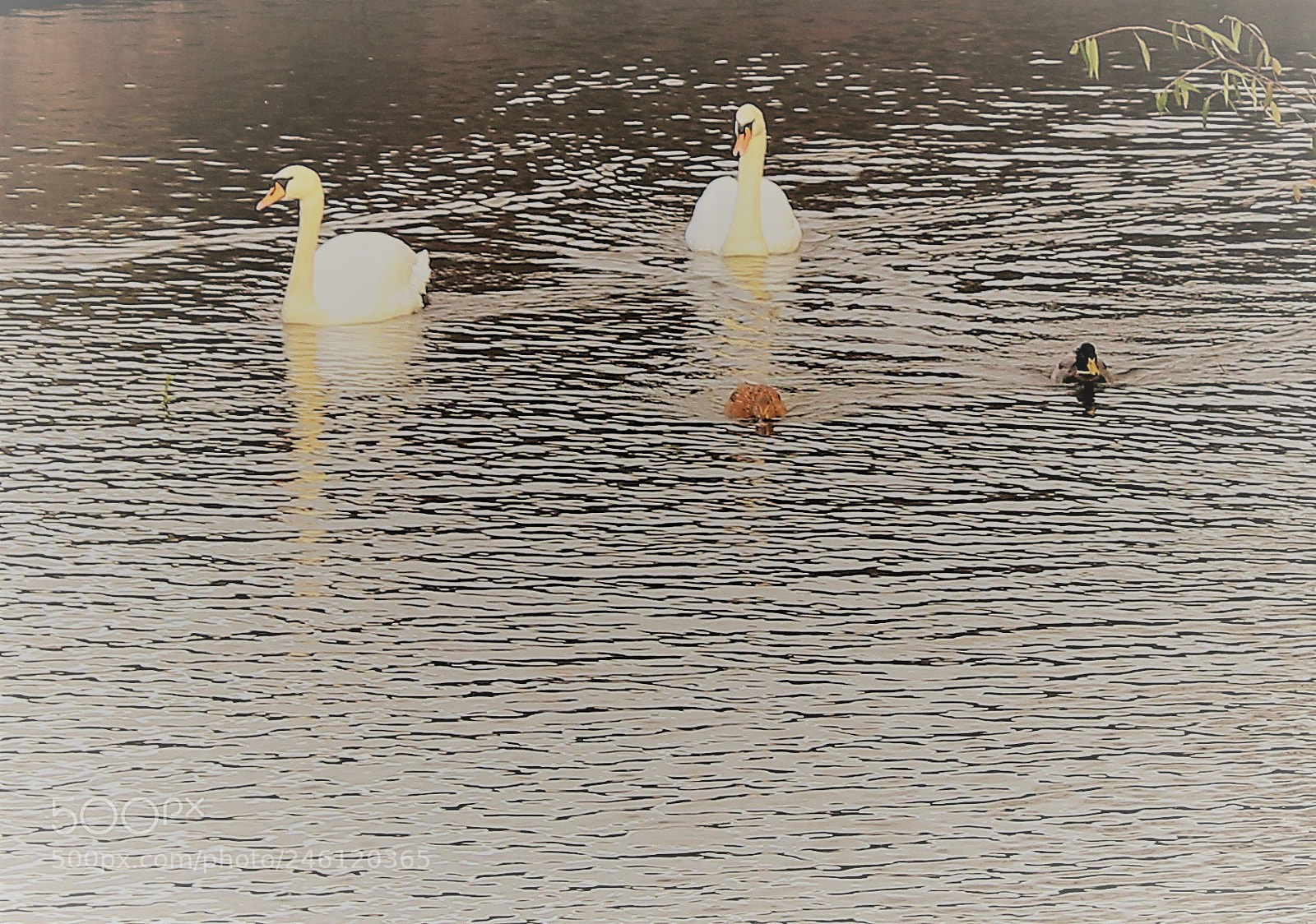 Canon EOS 700D (EOS Rebel T5i / EOS Kiss X7i) sample photo. Swans & ducks photography