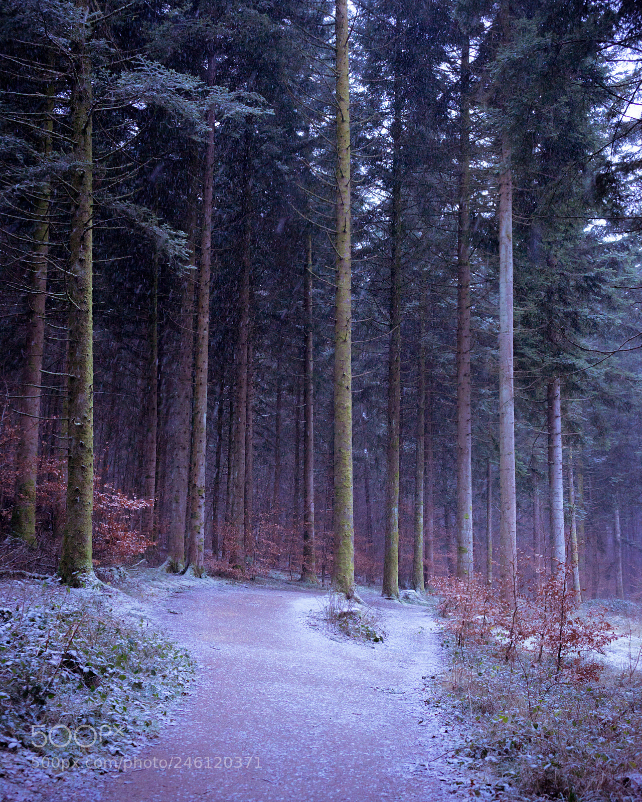 Sony a7 sample photo. Into the snow photography