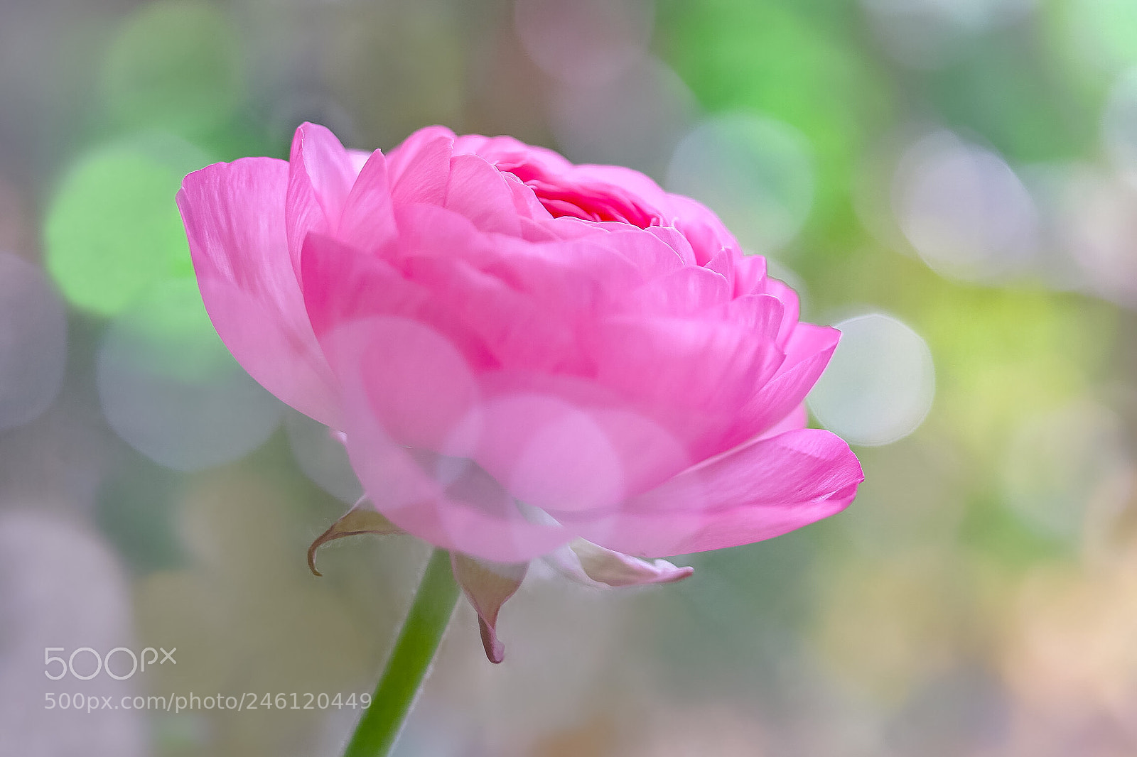 Canon EOS 760D (EOS Rebel T6s / EOS 8000D) sample photo. Did you notice that photography