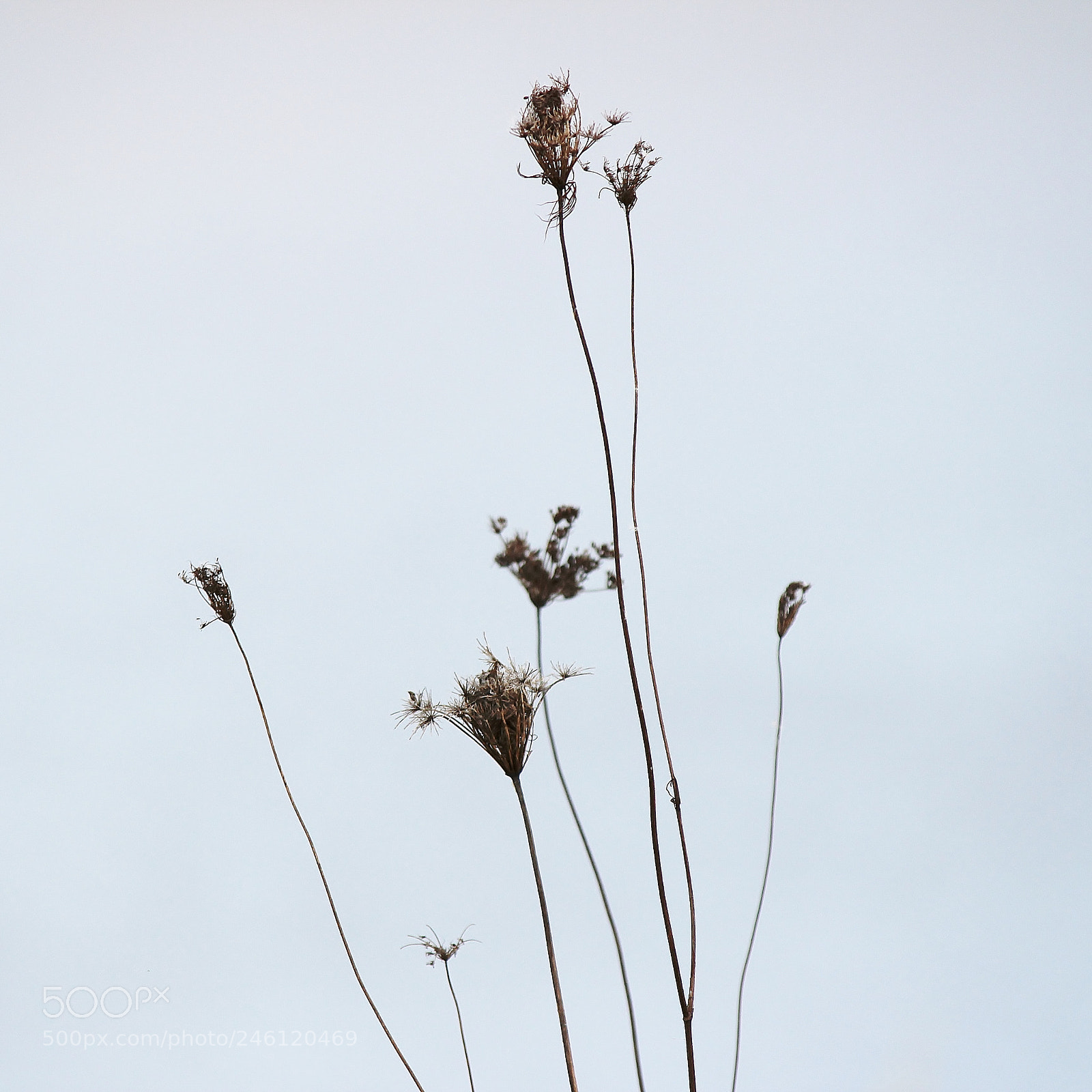 Canon EOS 600D (Rebel EOS T3i / EOS Kiss X5) sample photo. Delicate photography