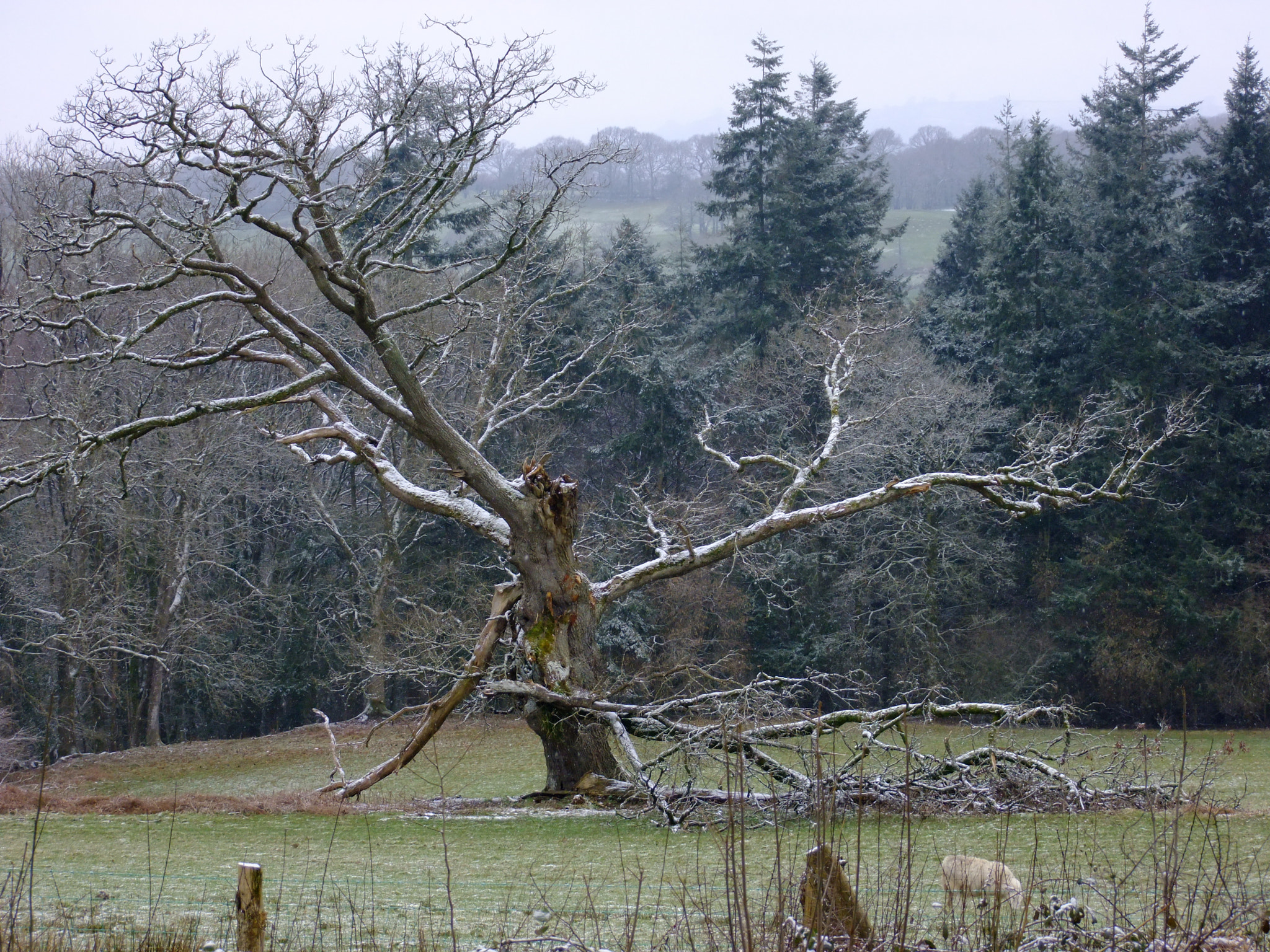 FujiFilm FinePix S200EXR (FinePix S205EXR) sample photo. The old tree, myddfi. photography