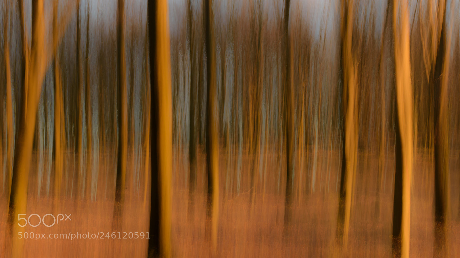 Nikon D810 sample photo. Blurry trees photography