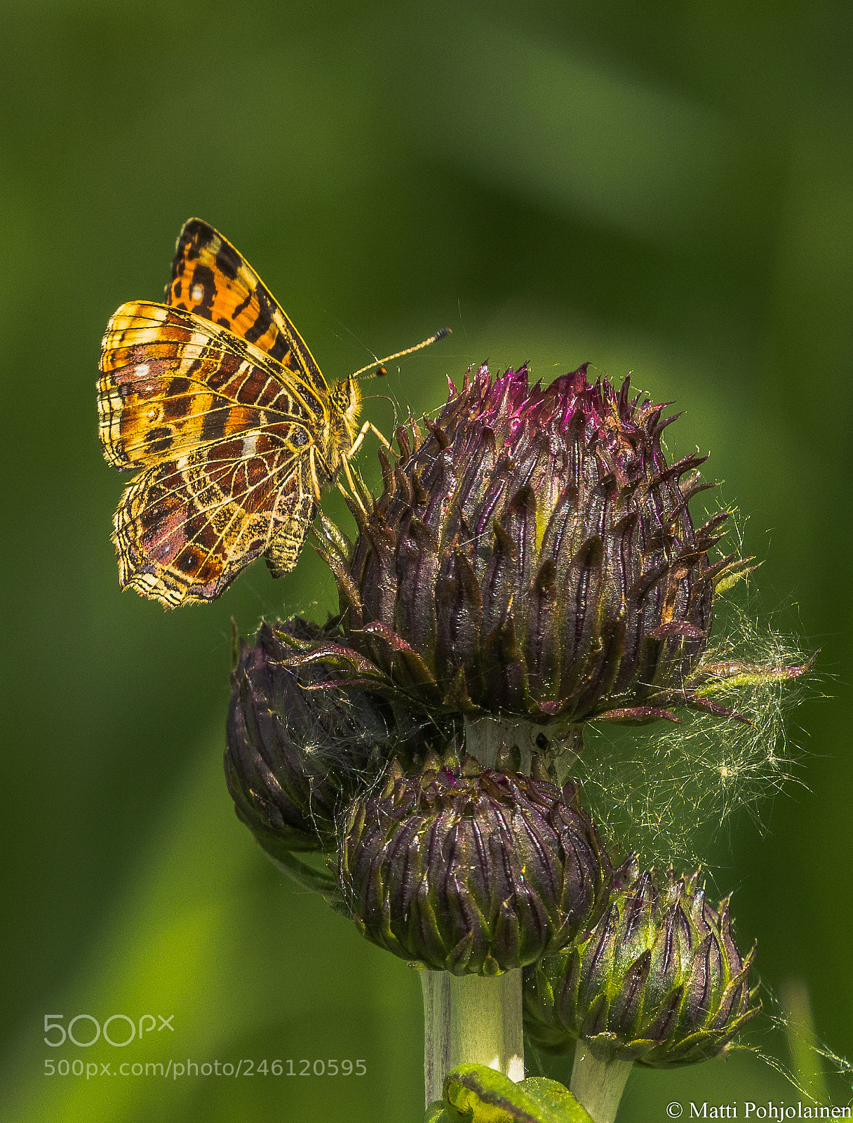Canon EOS 7D Mark II sample photo. Butterfly photography