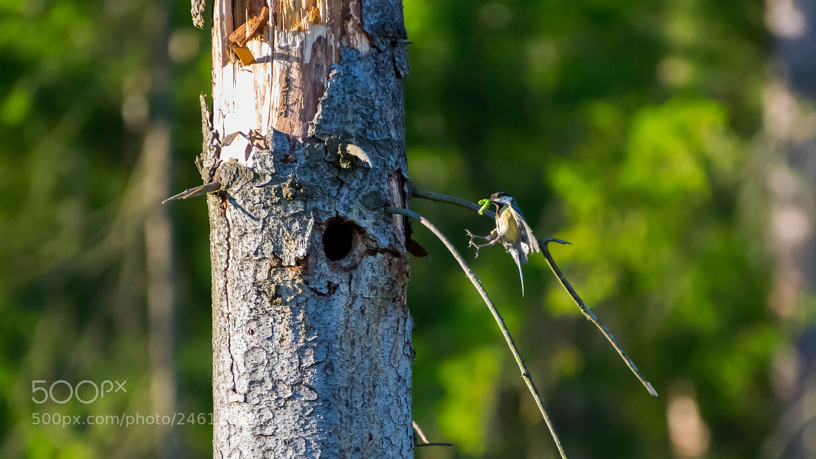 Nikon D810 sample photo. With prey. photography