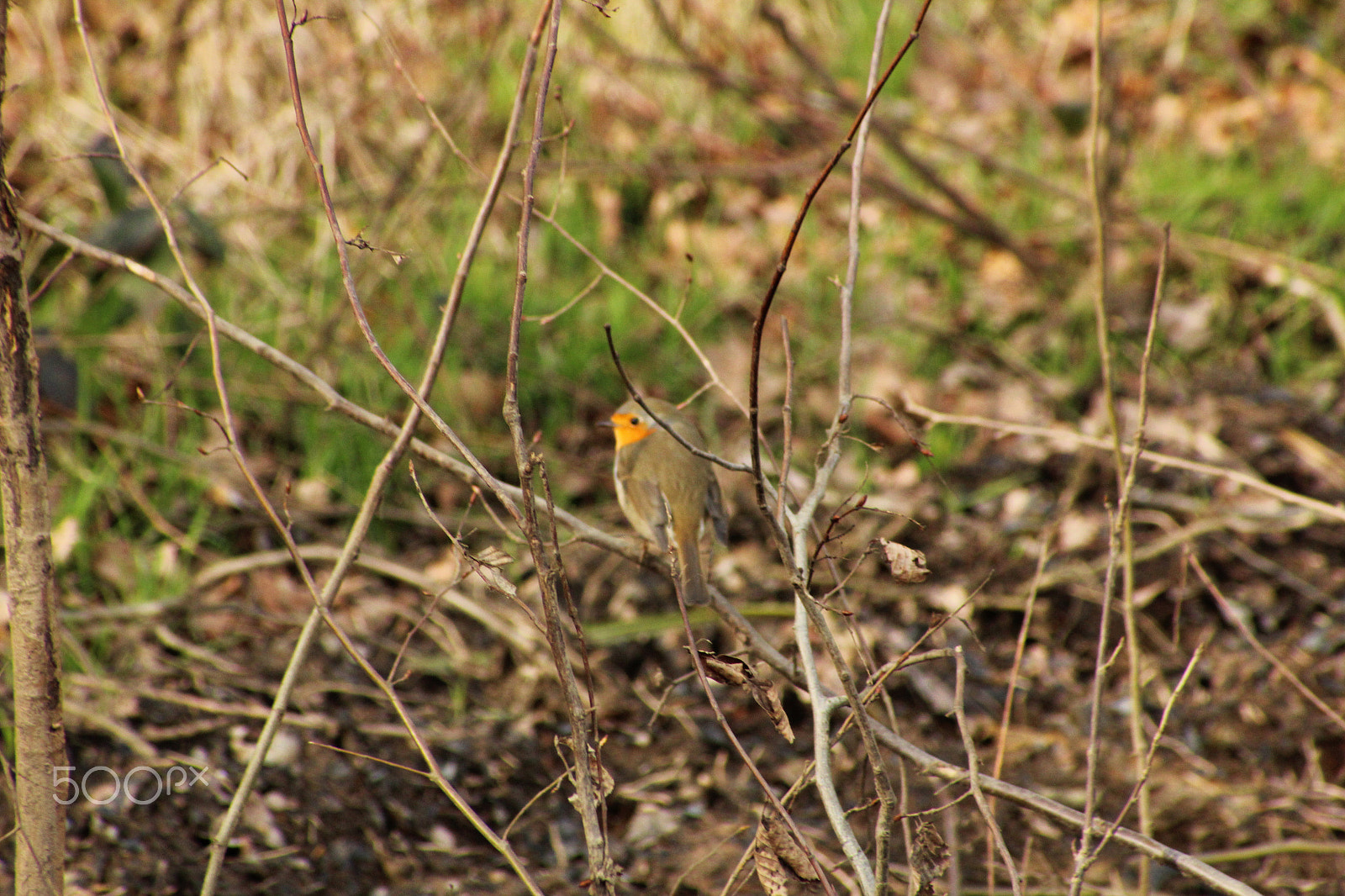 Canon EOS 1300D (EOS Rebel T6 / EOS Kiss X80) + EF75-300mm f/4-5.6 sample photo. Rouge-gorge photography