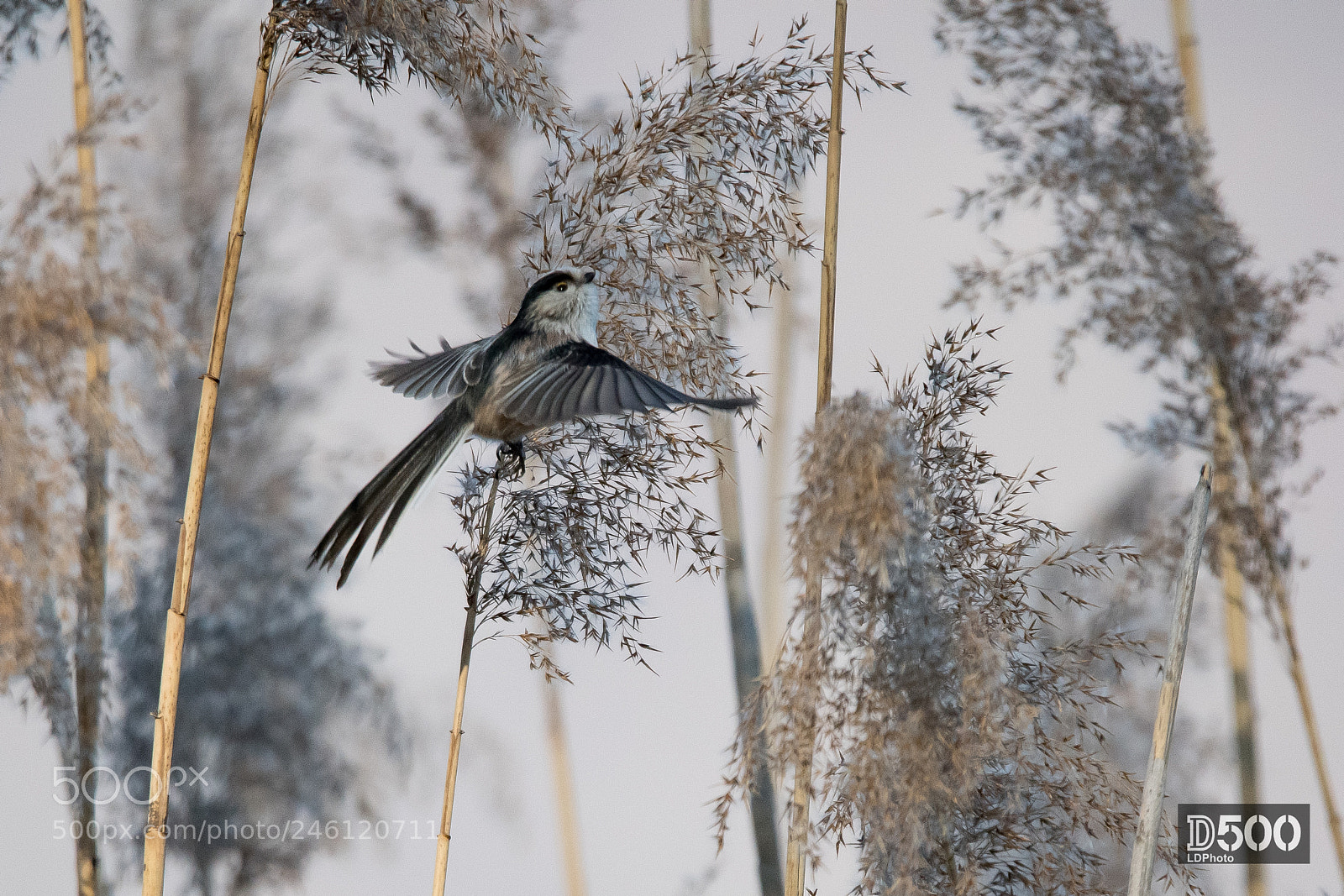 Nikon D500 sample photo. Long-tailed tit photography