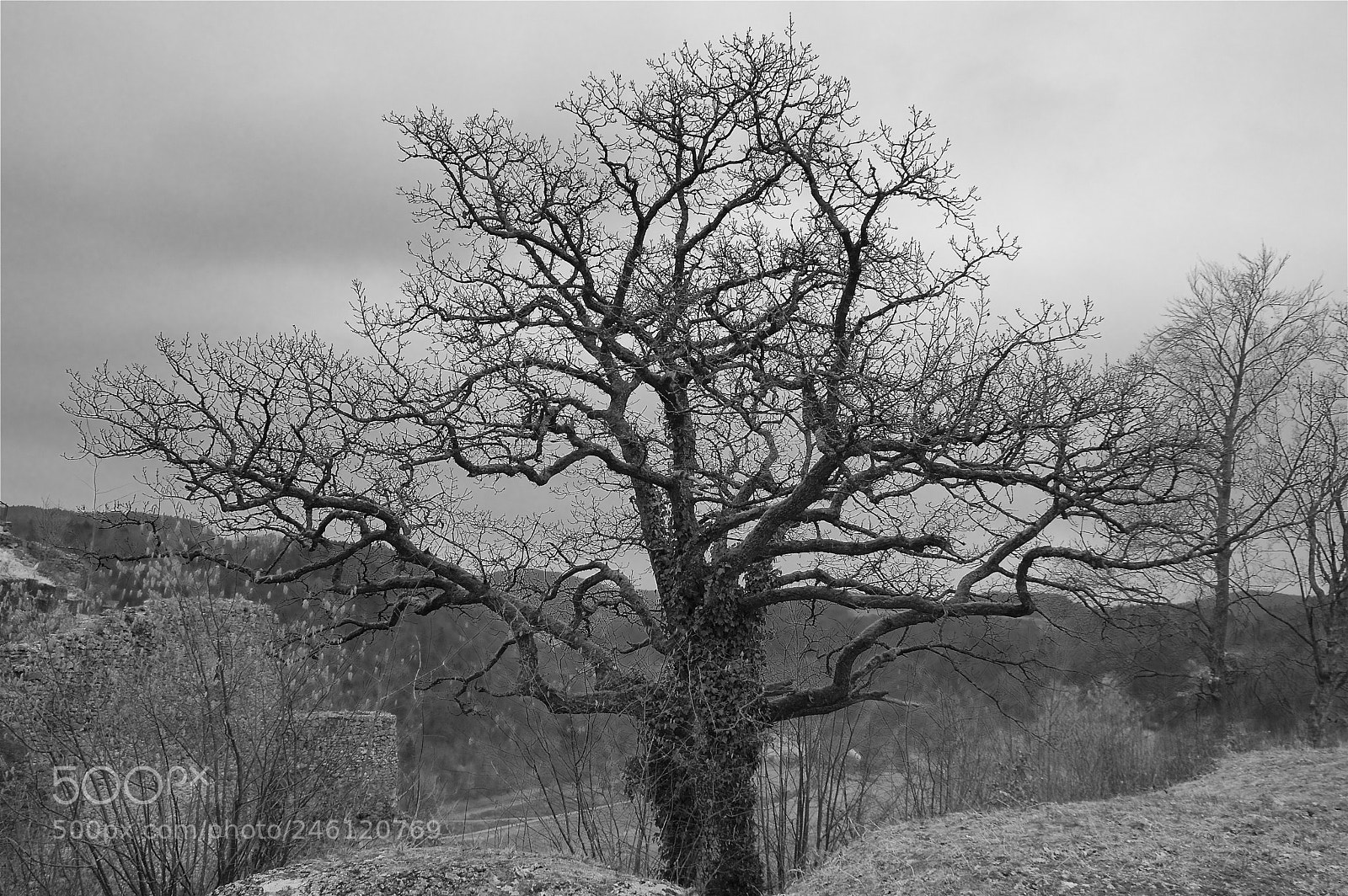 Pentax K-3 II sample photo. The tree photography