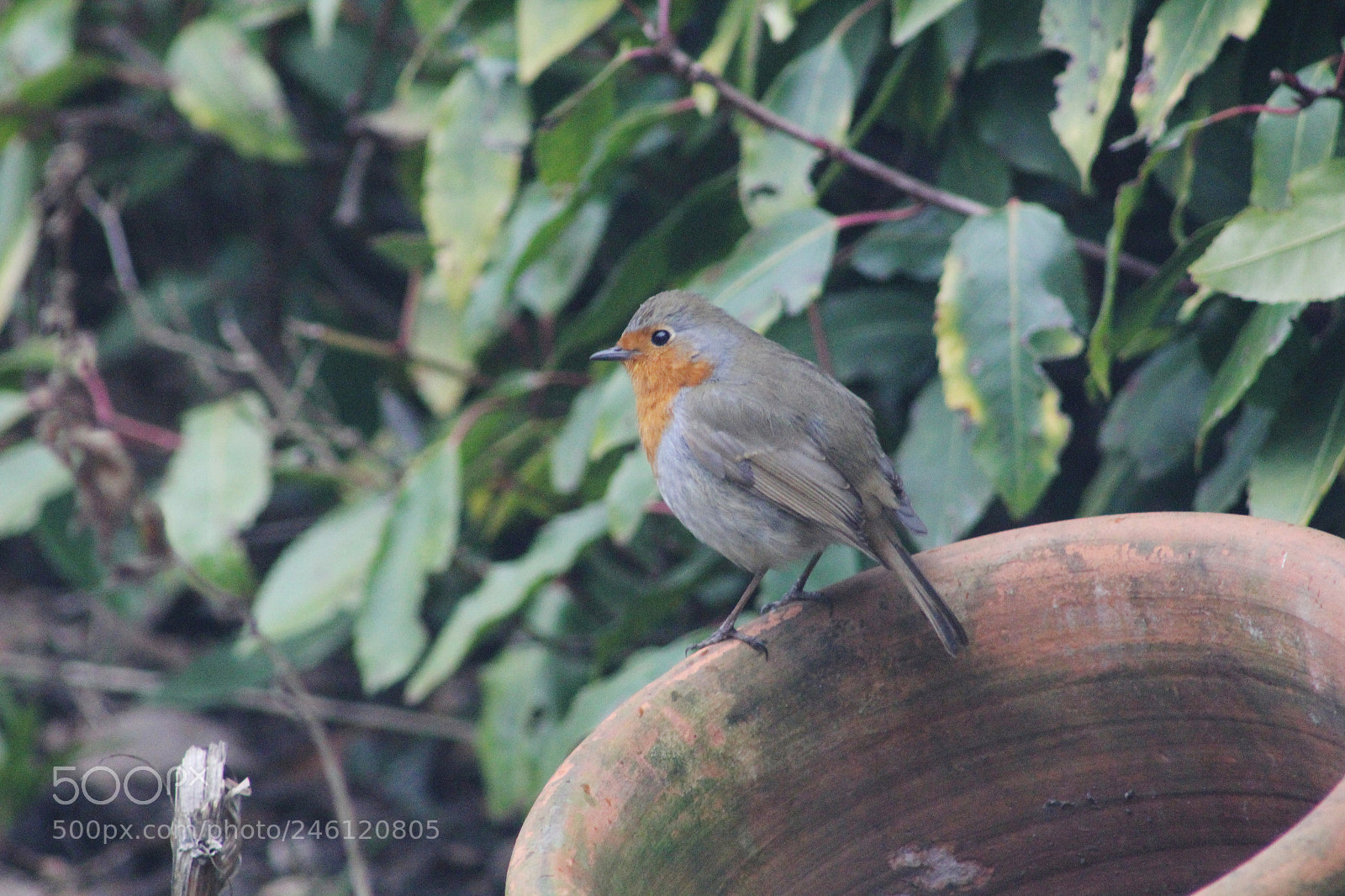 Canon EOS 60D sample photo. Img photography