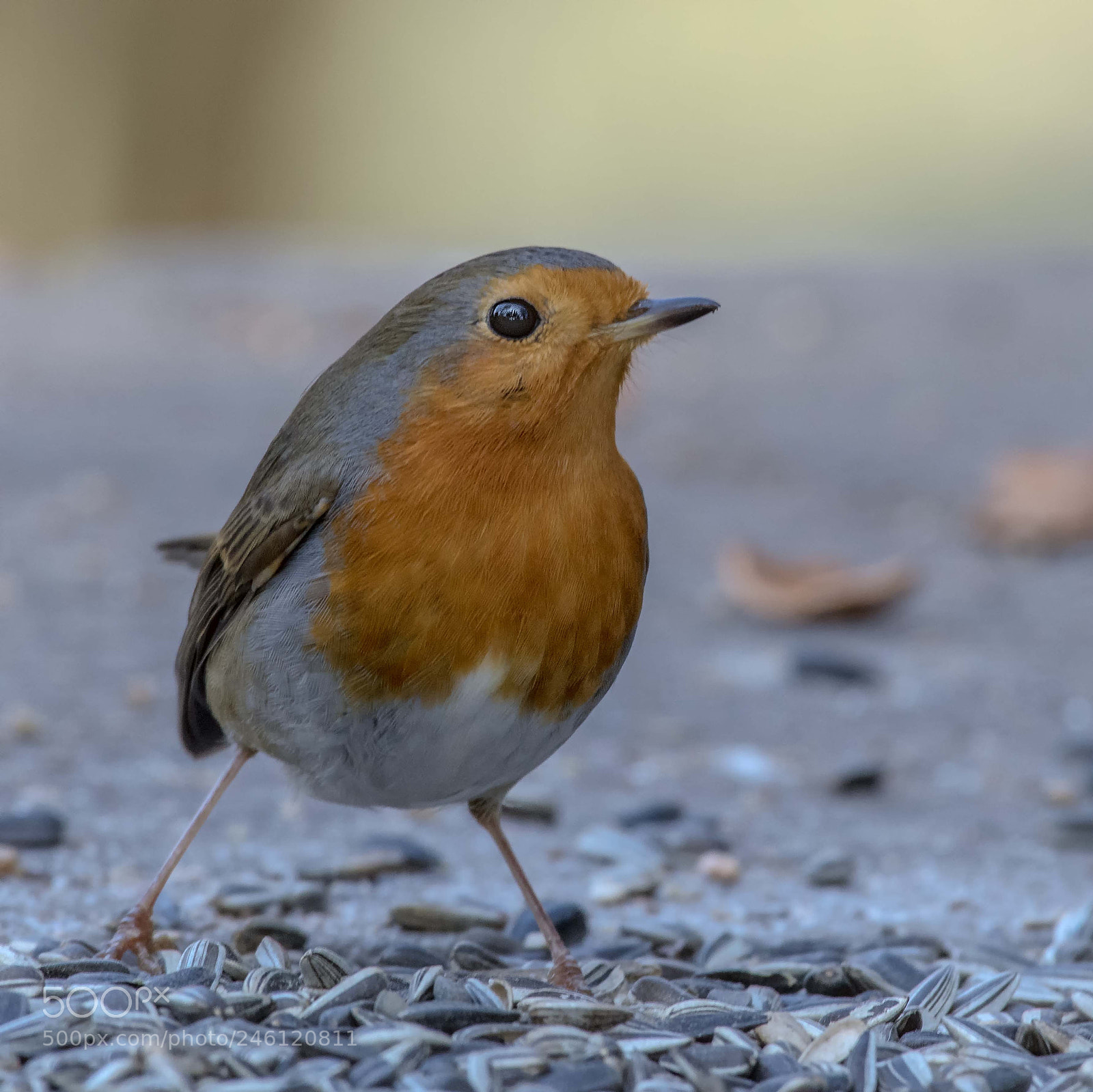 Nikon D850 sample photo. Rotkehlchen photography