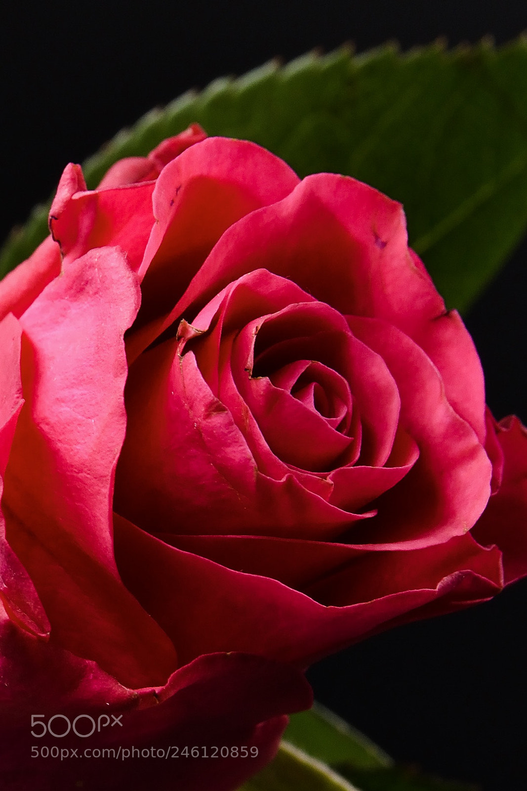 Nikon D7200 sample photo. Valentines day photography