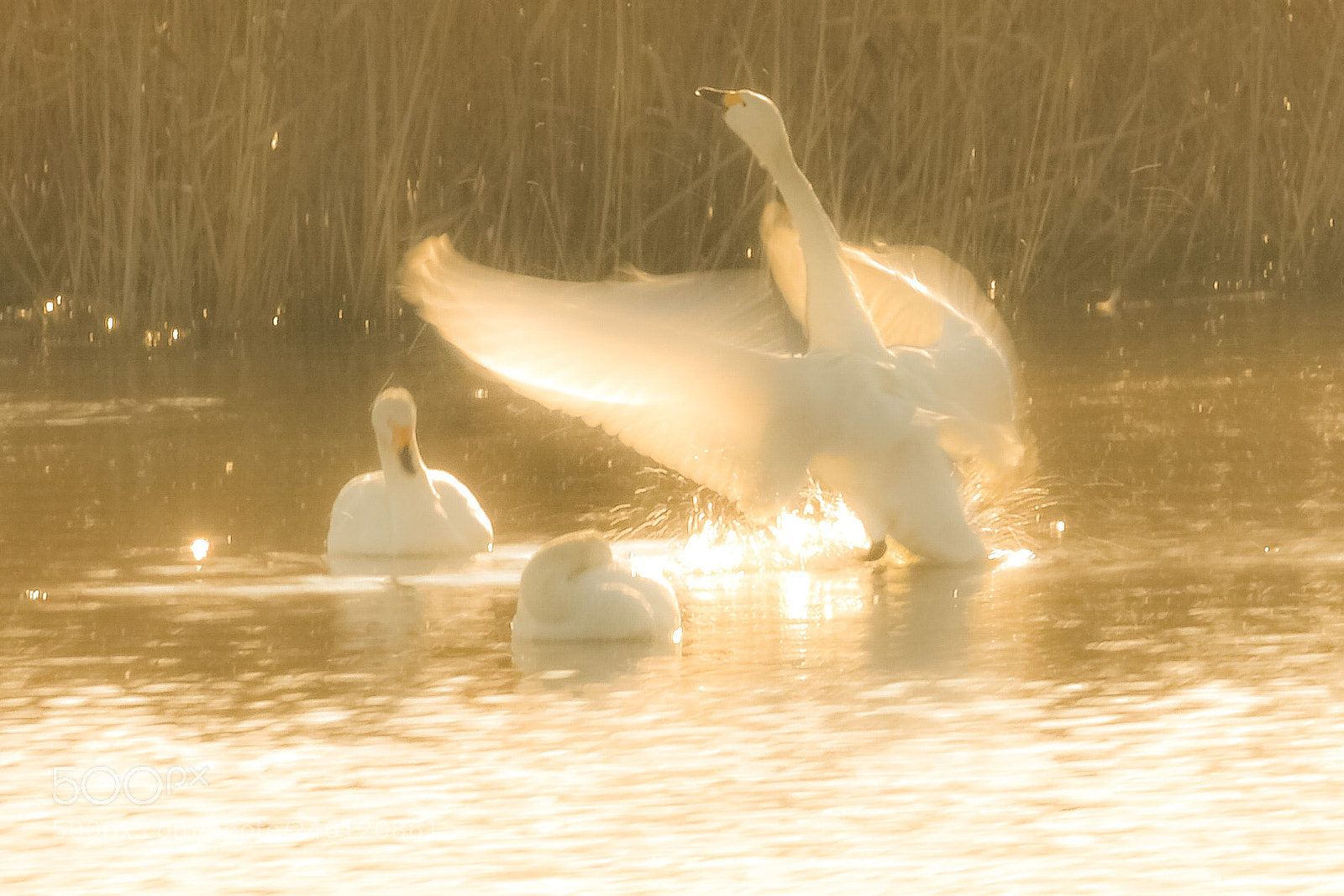 Nikon D7200 sample photo. In the morning sunshine photography