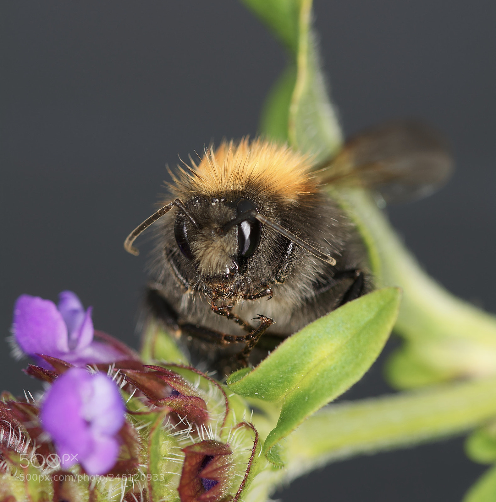 Nikon D5200 sample photo. Honeybee photography