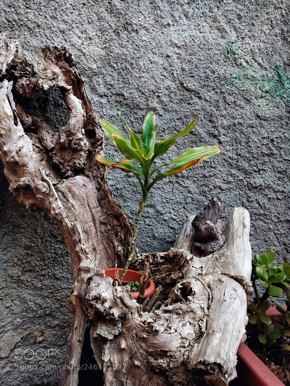 LG Nexus 5X sample photo. Plant life photography