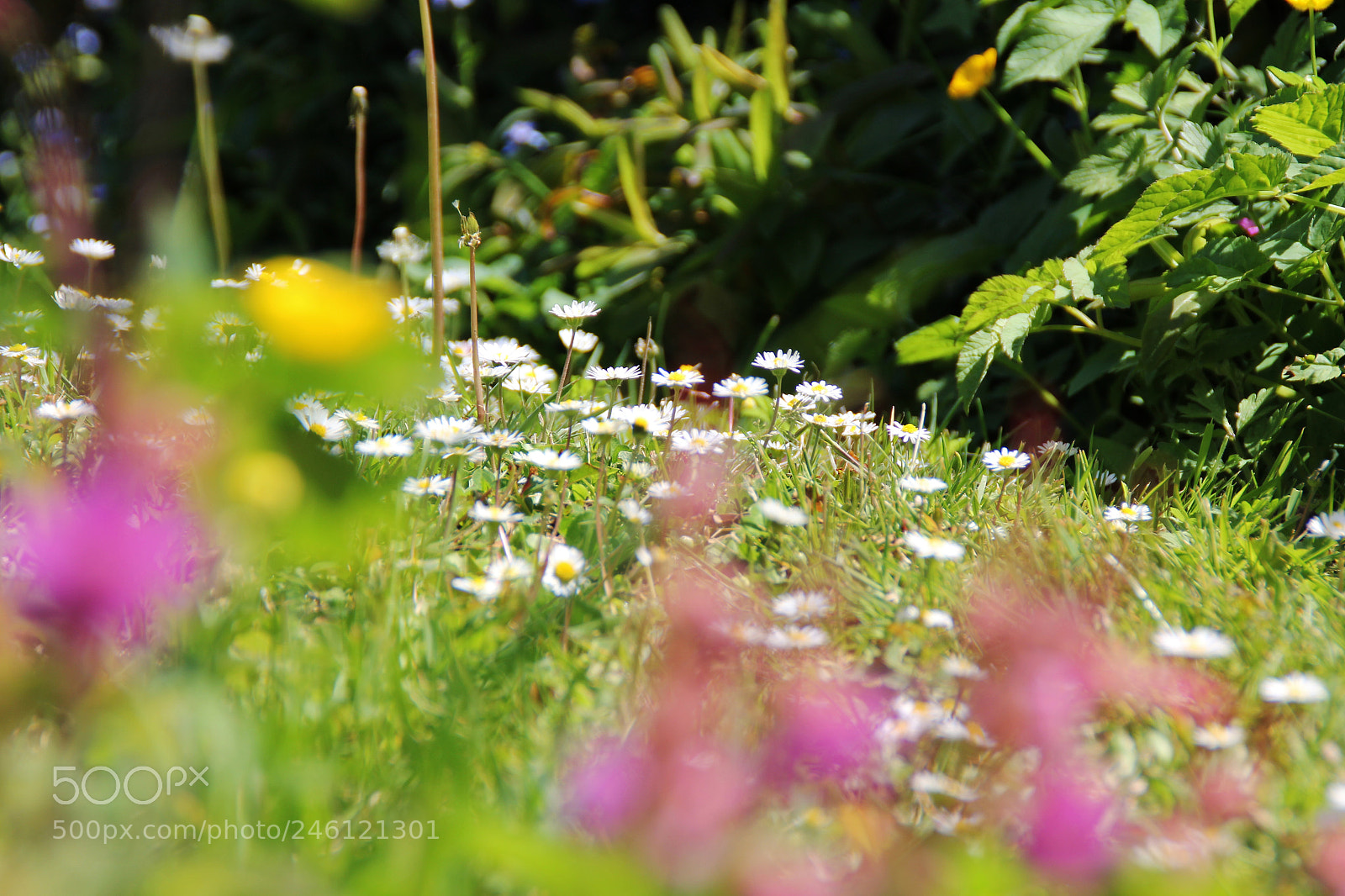 Canon EOS 60D sample photo. Img photography