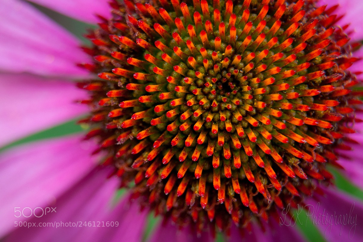 Nikon D90 sample photo. Untitled photography