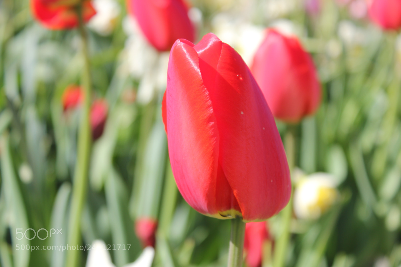Canon EF-S 18-55mm F3.5-5.6 IS sample photo. Tulips edward's gardens, toronto photography