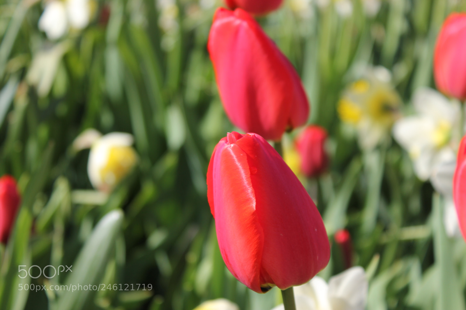 Canon EF-S 18-55mm F3.5-5.6 IS sample photo. Tulips edward's gardens, toronto photography