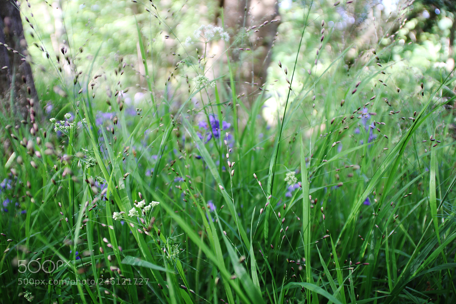 Canon EOS 60D sample photo. Img photography