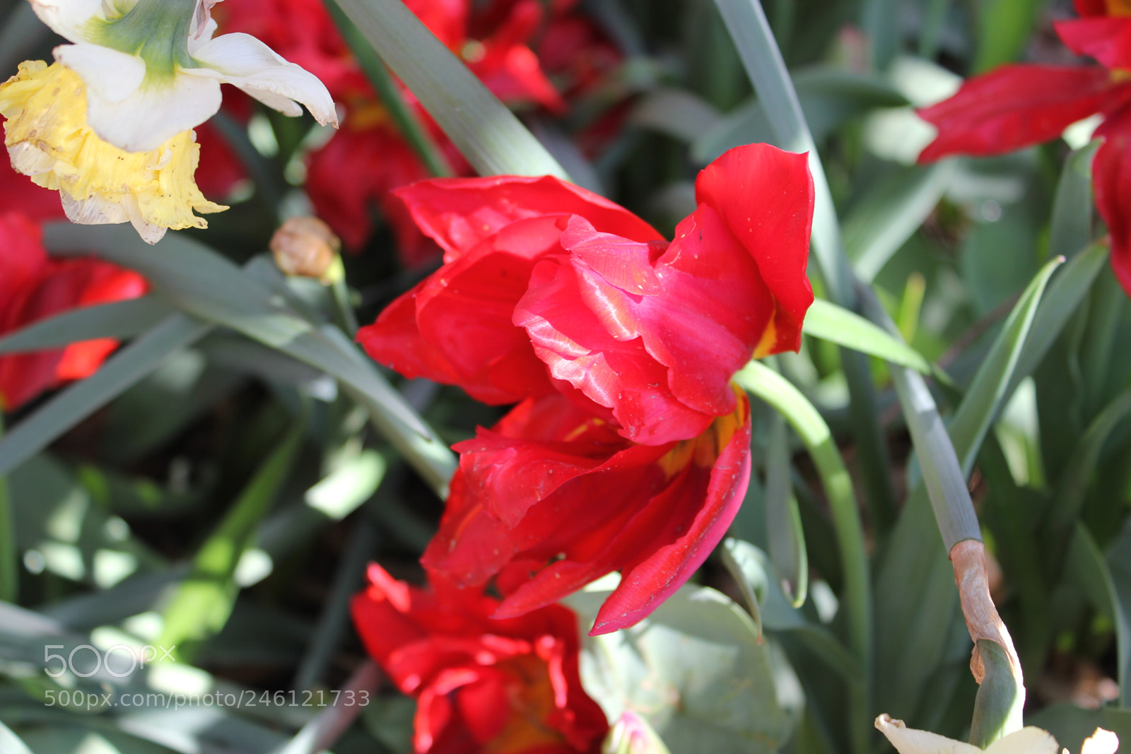 Canon EF-S 18-55mm F3.5-5.6 IS sample photo. Tulips edward's gardens, toronto photography