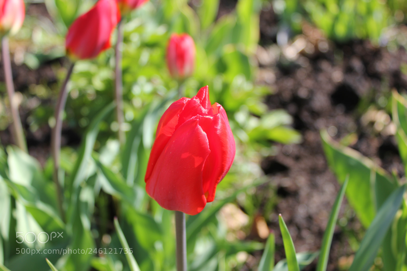 Canon EF-S 18-55mm F3.5-5.6 IS sample photo. Tulips edward's gardens, toronto photography