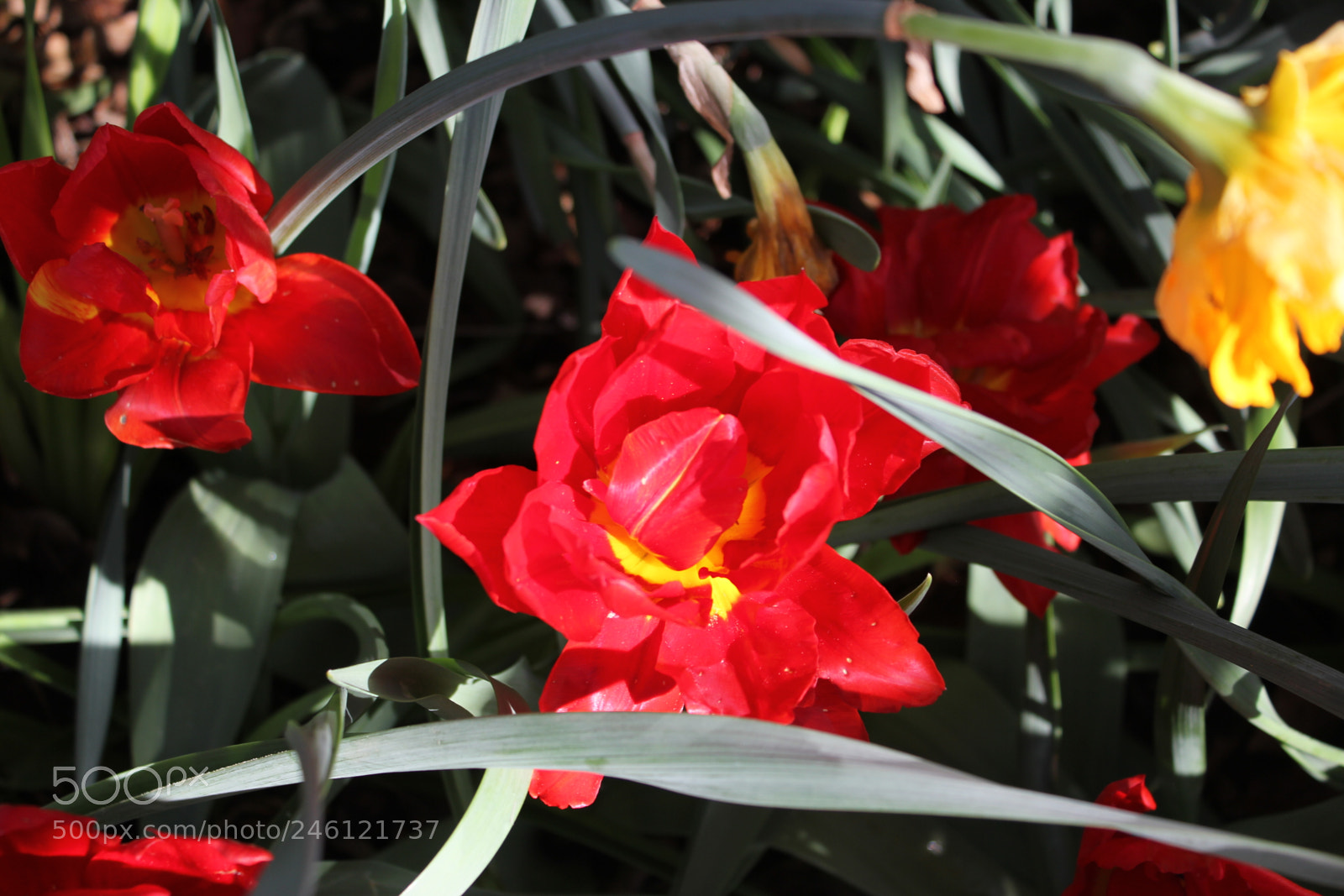 Canon EF-S 18-55mm F3.5-5.6 IS sample photo. Tulips edward's gardens, toronto photography