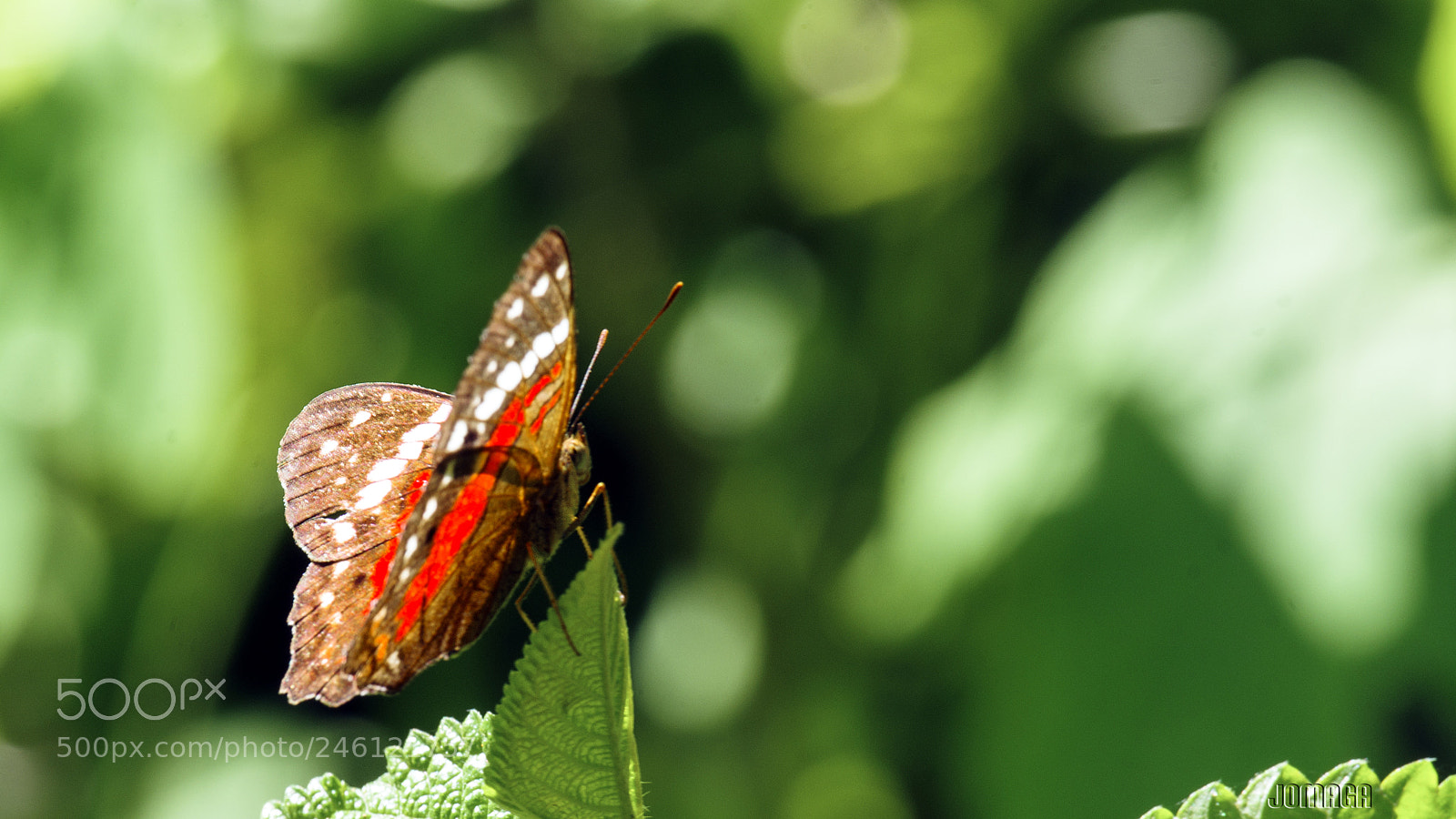 Pentax K-1 sample photo. Butterfly and bokeh photography