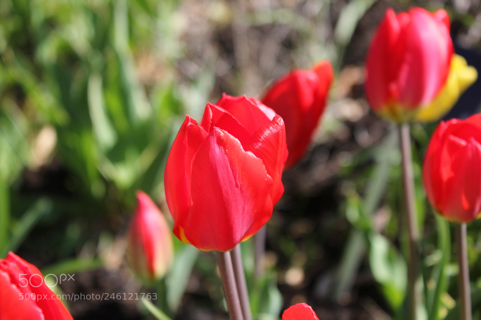 Canon EF-S 18-55mm F3.5-5.6 IS sample photo. Tulips edward's gardens, toronto photography