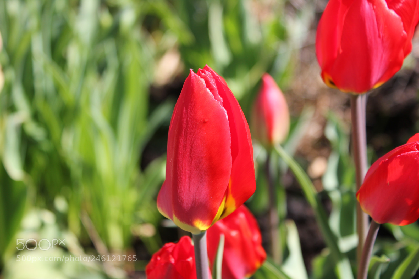 Canon EF-S 18-55mm F3.5-5.6 IS sample photo. Tulips edward's gardens, toronto photography
