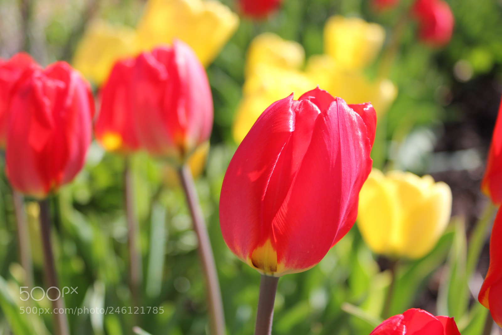 Canon EF-S 18-55mm F3.5-5.6 IS sample photo. Tulips edward's gardens, toronto photography