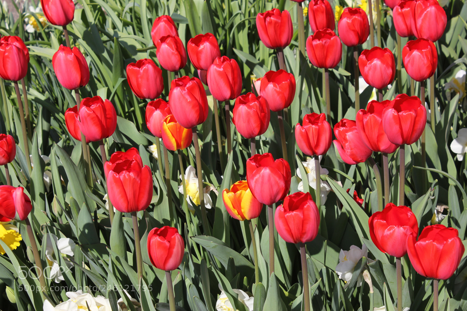 Canon EF-S 18-55mm F3.5-5.6 IS sample photo. Tulips edward's gardens, toronto photography