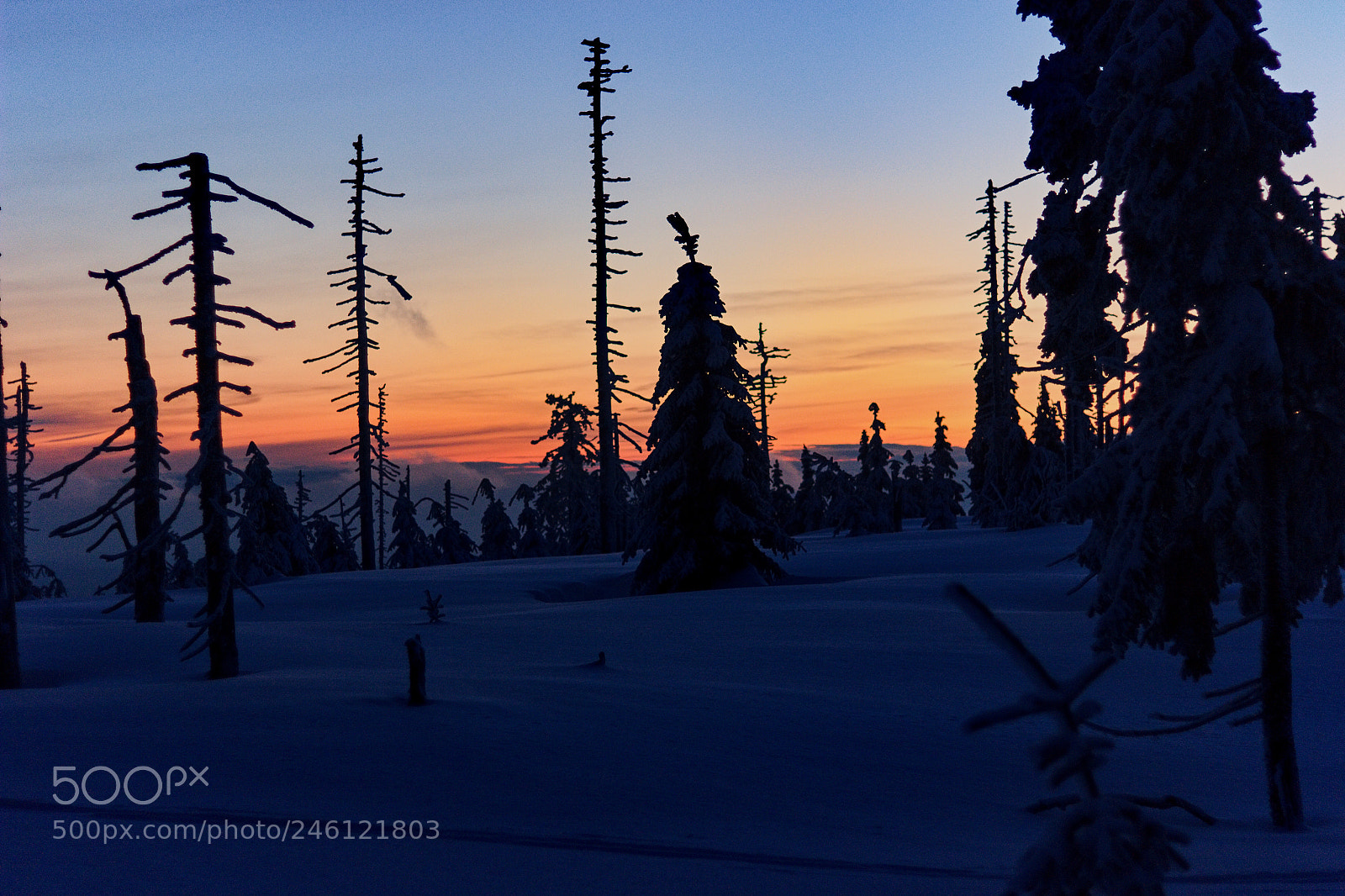 Canon EOS 600D (Rebel EOS T3i / EOS Kiss X5) sample photo. Forest spirit photography