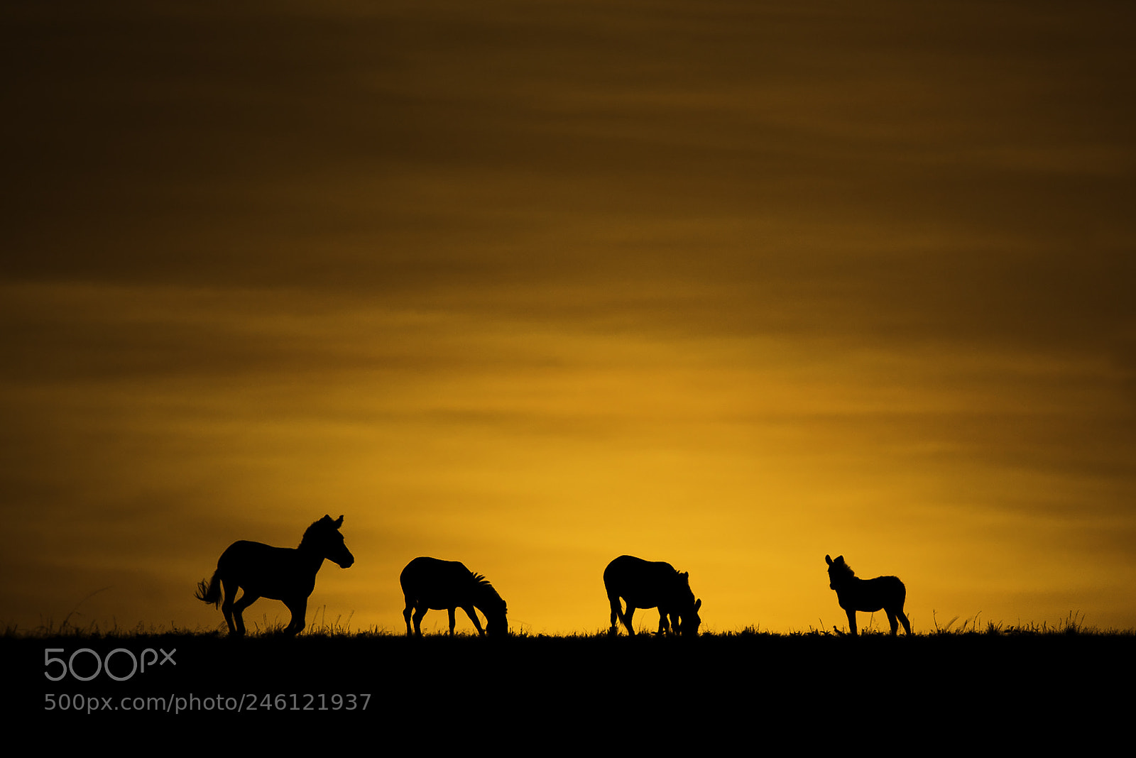 Canon EOS-1D Mark IV sample photo. Zebra rising photography