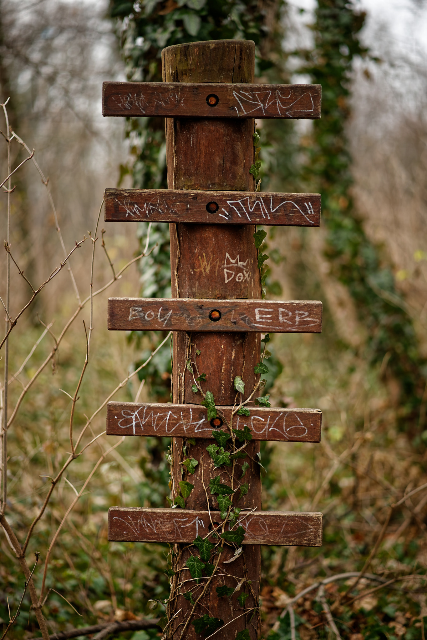 Sony a7 II + ZEISS Batis 85mm F1.8 sample photo. Overgrown photography