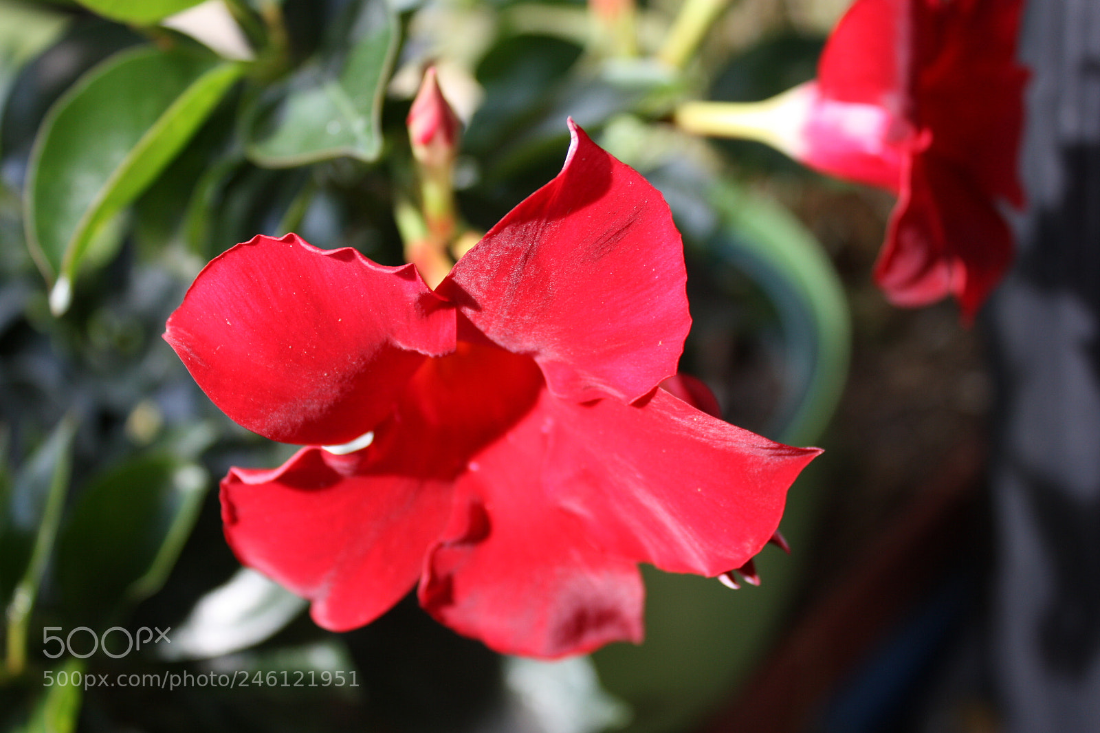 Canon EOS 450D (EOS Rebel XSi / EOS Kiss X2) sample photo. Dipladenia photography