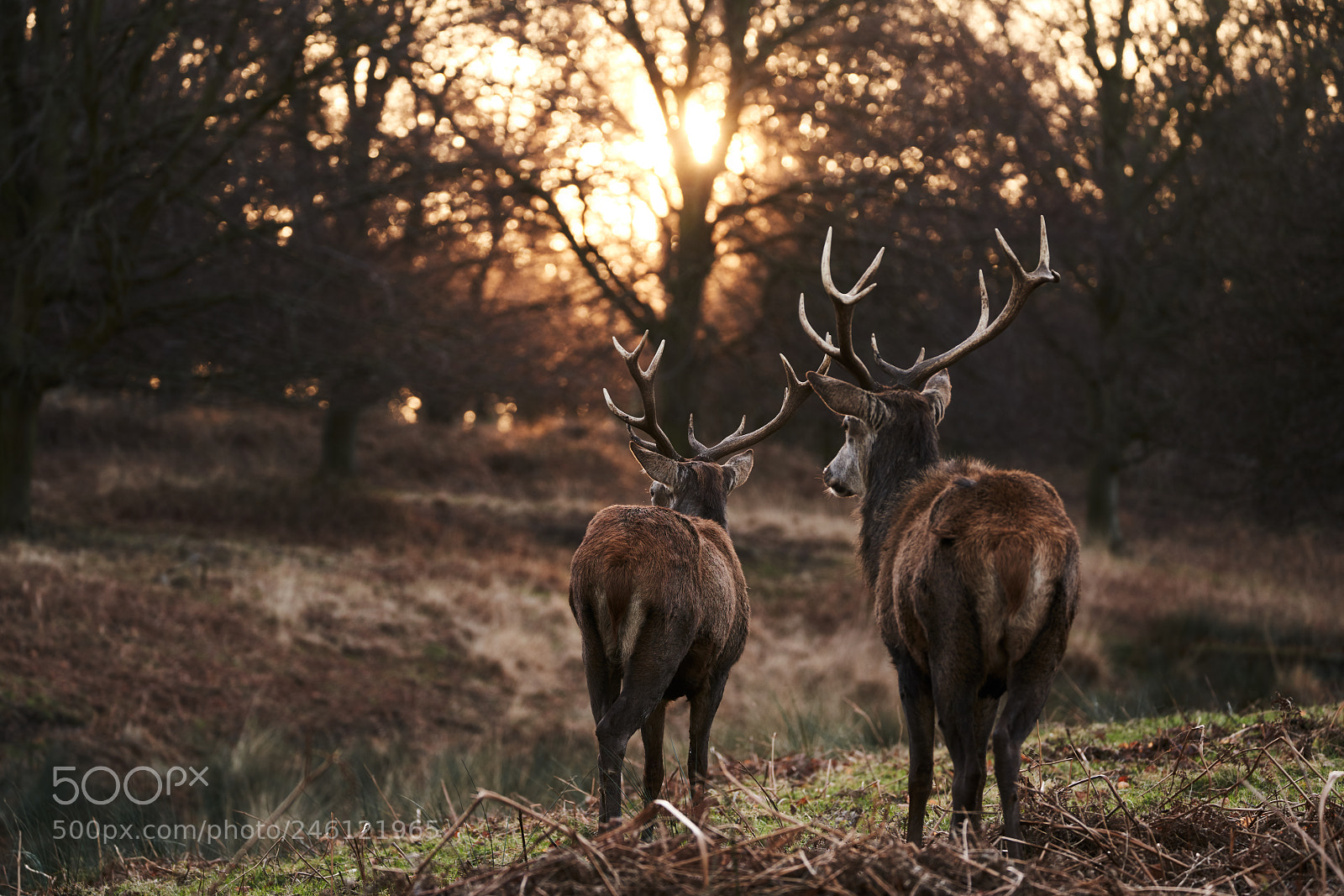Sony a7R III sample photo. Red deer at sunrise photography