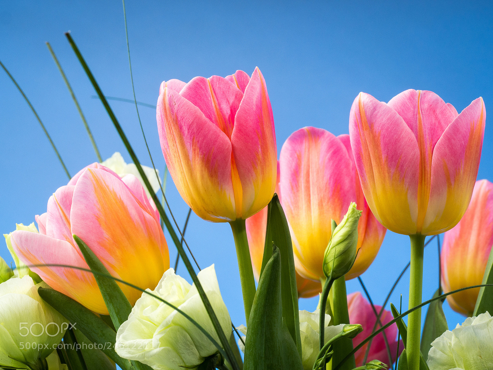 Olympus OM-D E-M10 II sample photo. Tulips in blue photography