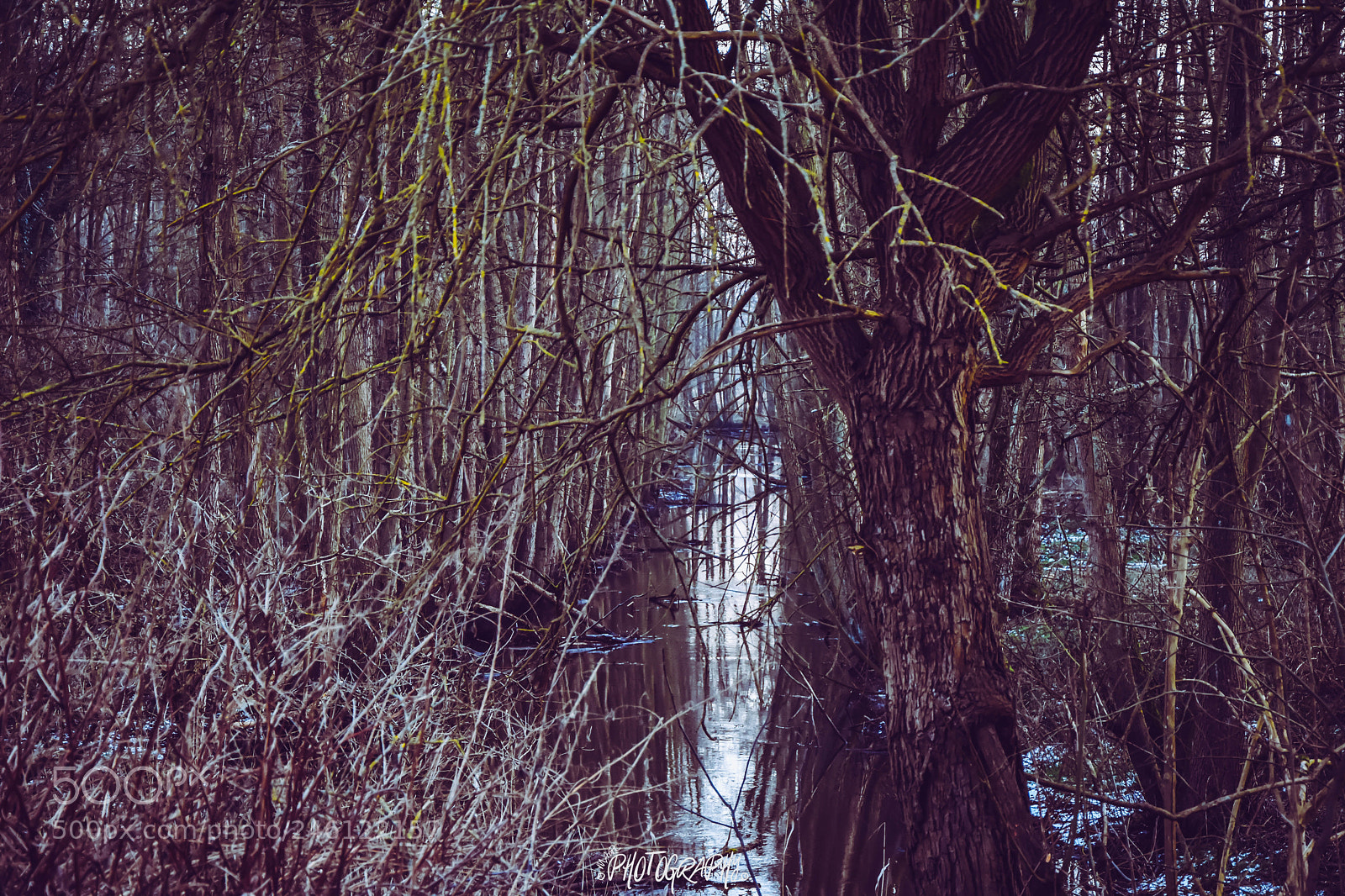 Nikon D5500 sample photo. Fluss im wald photography