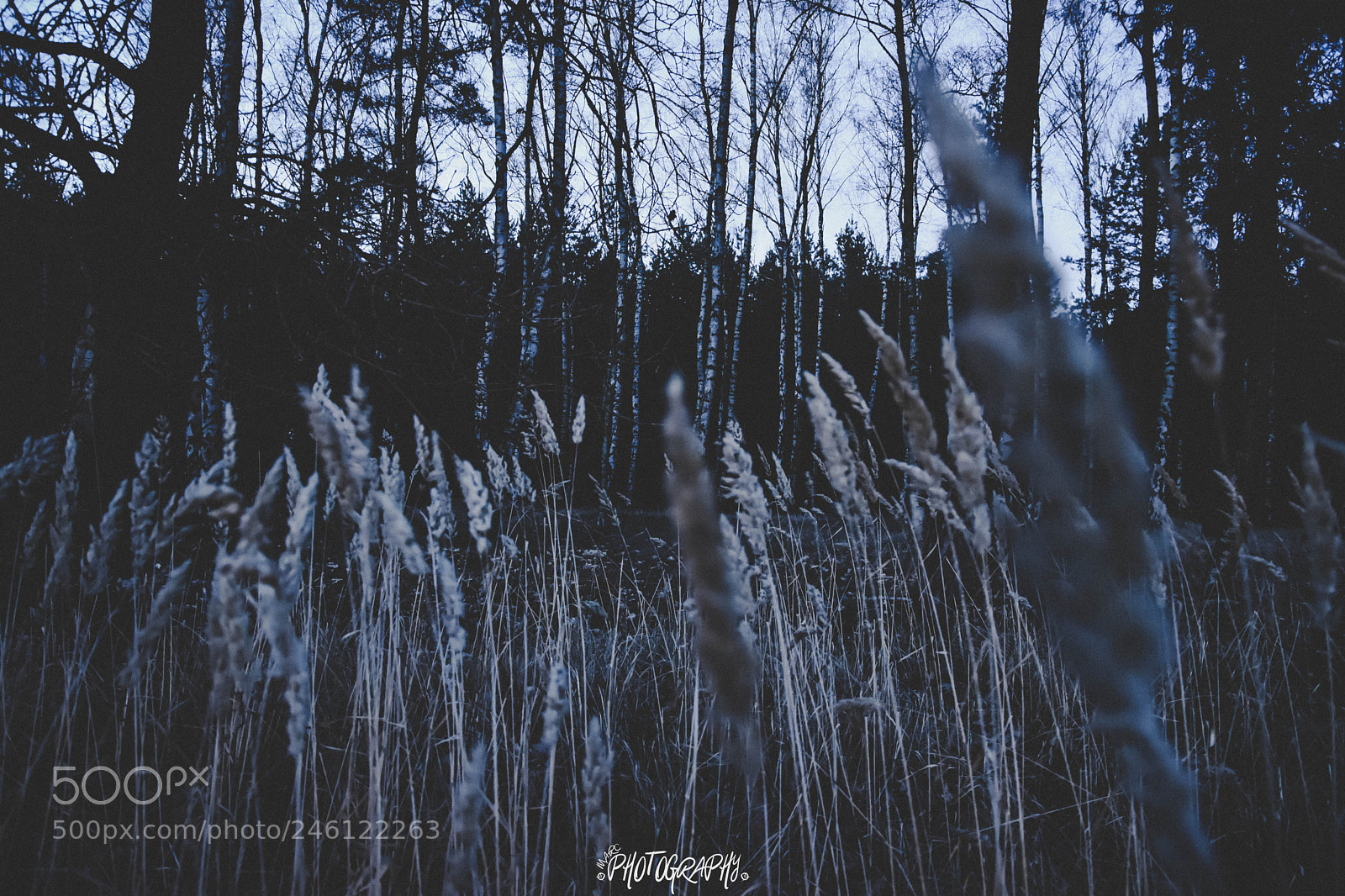 Nikon D5500 sample photo. Abenddämmerung im wald photography