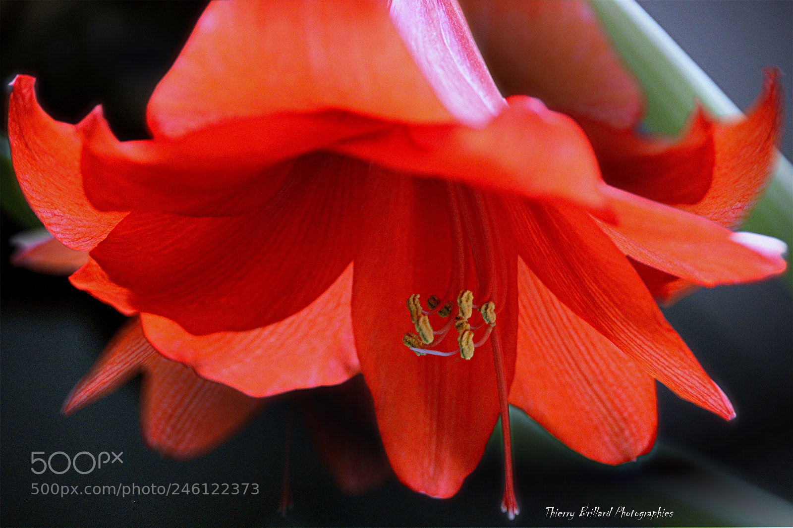 Canon EOS 600D (Rebel EOS T3i / EOS Kiss X5) sample photo. Amaryllis photography