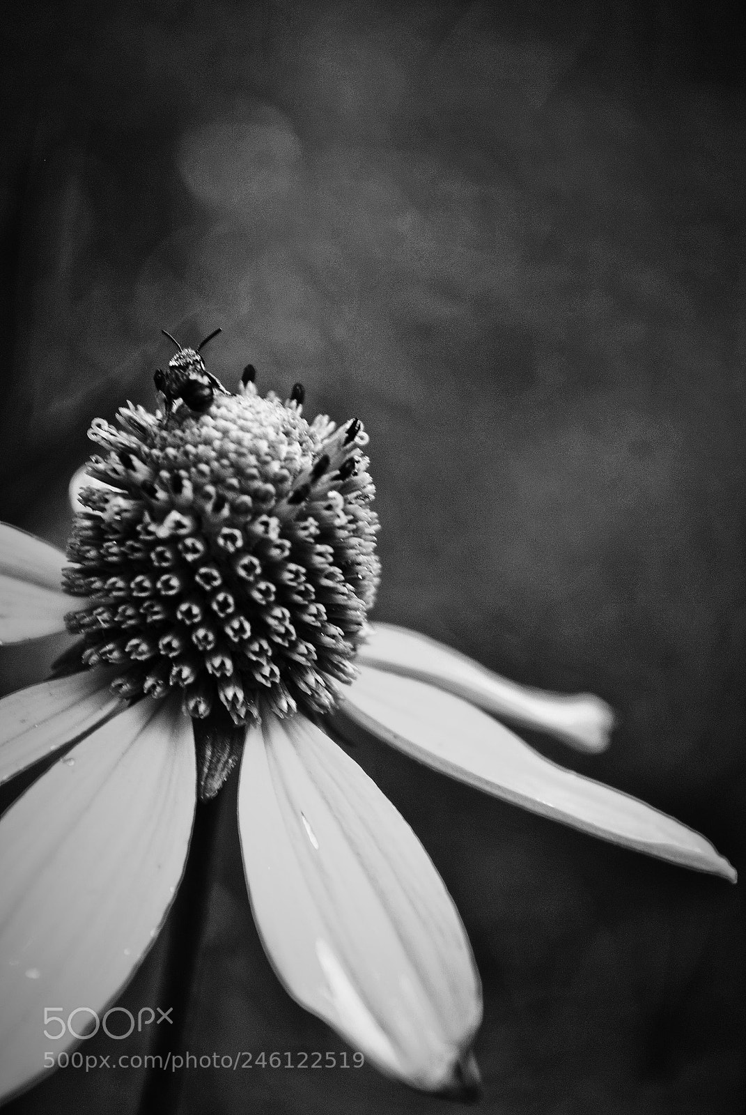 Nikon D3000 sample photo. B&w photography