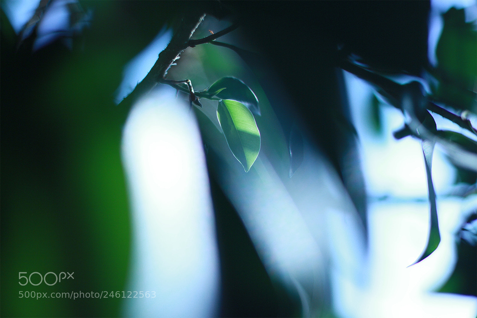 Canon EOS 60D sample photo. Leaf and light photography