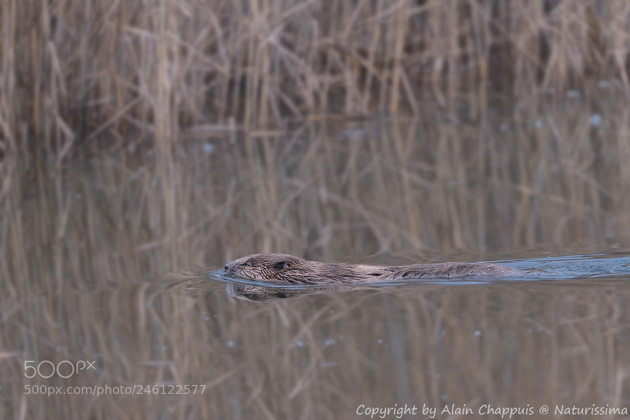 Nikon D4S sample photo. Castor - beaver photography