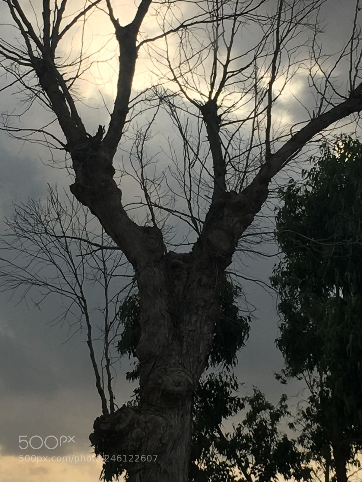 Apple iPhone 6s sample photo. Untitled photography