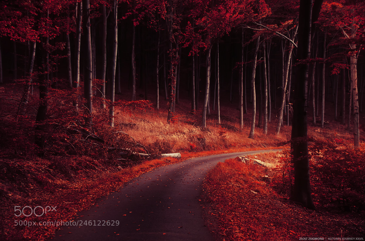 Nikon D5100 sample photo. Autumn journey xxvii. photography
