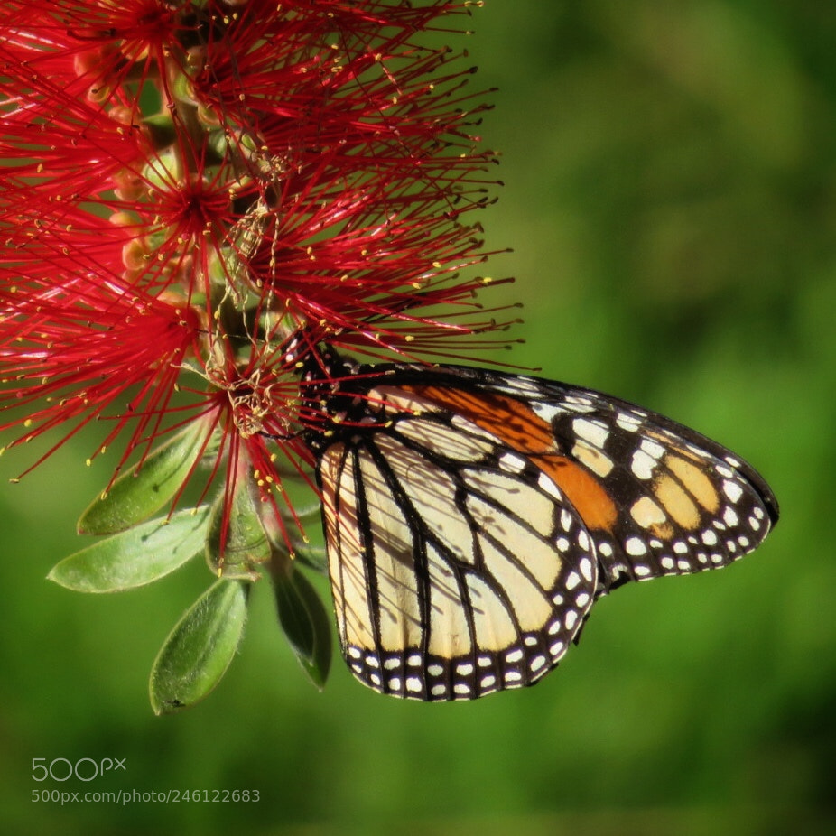 Canon PowerShot SX720 HS sample photo. Bottlebrush on monarch photography