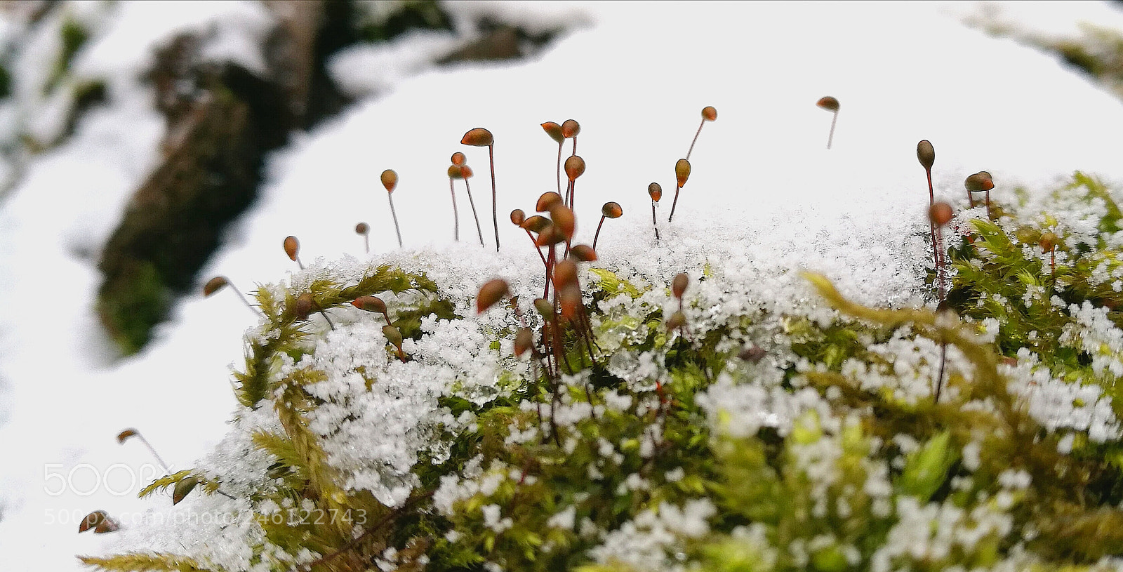 HUAWEI P9 sample photo. Winter microscape photography