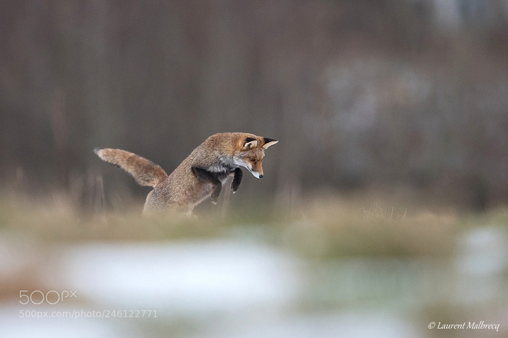 Nikon D500 sample photo. Renard photography