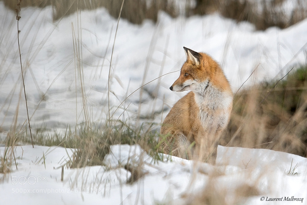 Nikon D500 sample photo. Renard photography